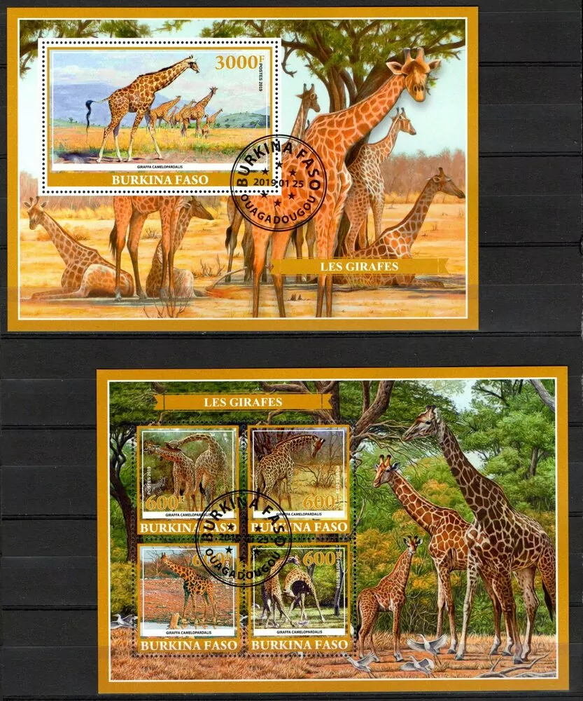 Aršík raž. Burkina Faso