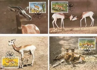 MAXIMUM CARD Senegal - WWF
