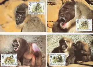 MAXIMUM CARD Camerun - WWF