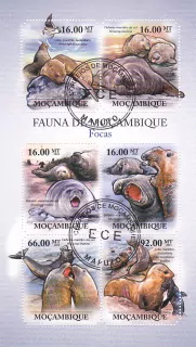 Aršík raž.